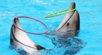 Visit Dubai Dolphinarium while on a Yacht Charter Vacation