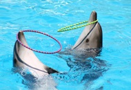 Visit Dubai Dolphinarium while on a Yacht Charter Vacation